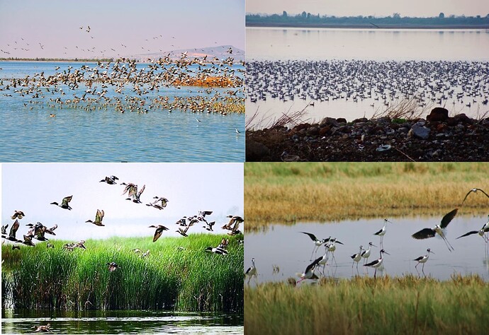 aves