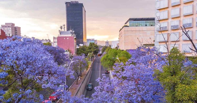 historia-jacarandas-mexico (2)