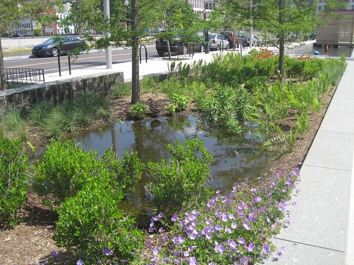 Rain_Garden_(15455930908) rain garden