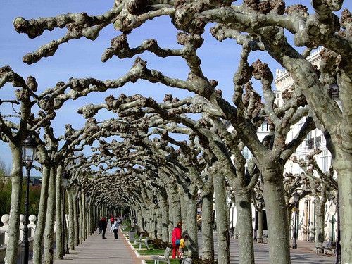 ARBOLES UNIDOS